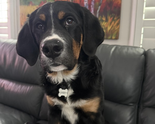 Bonnie's dog wearing a SiliDog tag