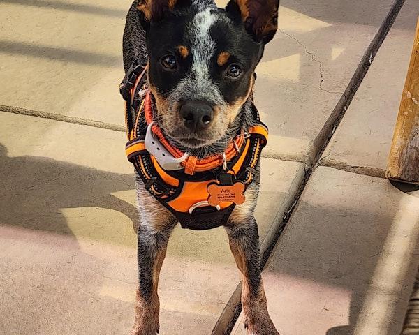 Arlo wearing a SiliDog tag