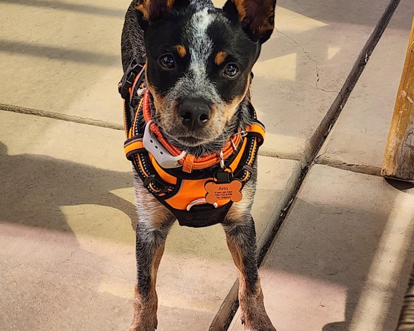 Arlo wearing a SiliDog tag
