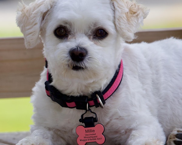 Margaret's dog wearing a SiliDog tag