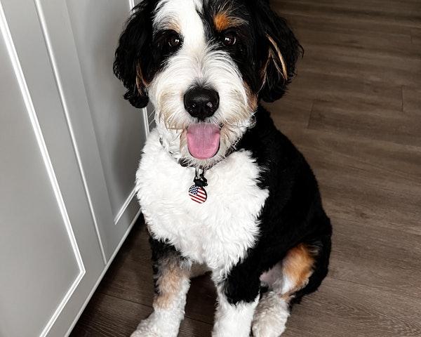 Winston wearing a SiliDog tag