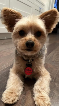 SiliDog Pet Tag - SiliDog - The Silent Pet Tag