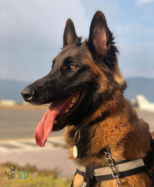 Close-up of a Belgian Malinois dog with a tongue out, wearing a collar and tag.