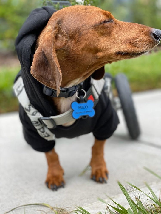 A brown Dachshund in a wheelchair wearing a black hoodie and name tag outside.