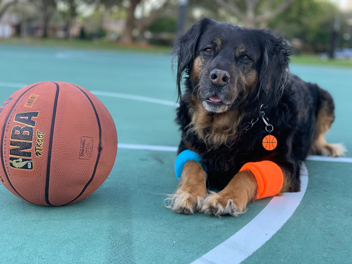 It all started with a rescue dog named Bentley