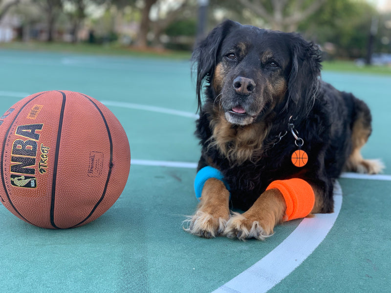 It all started with a rescue dog named Bentley