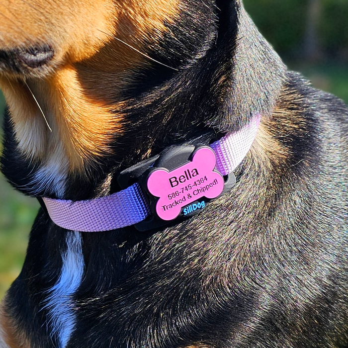 SiliSlider glowing in the dark on dog collar