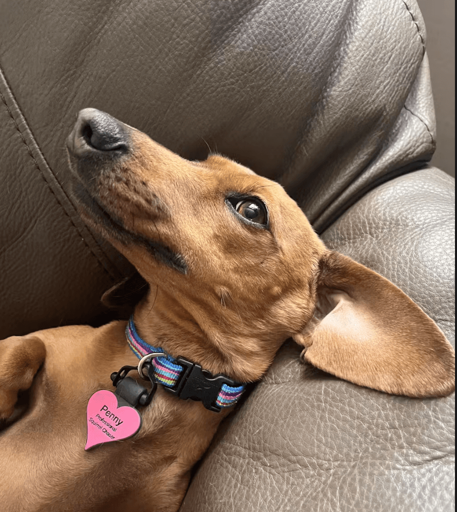SiliDog Pet Tag - SiliDog - The Silent Pet Tag