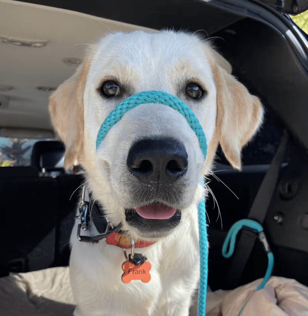 SiliDog Pet Tag - SiliDog - The Silent Pet Tag