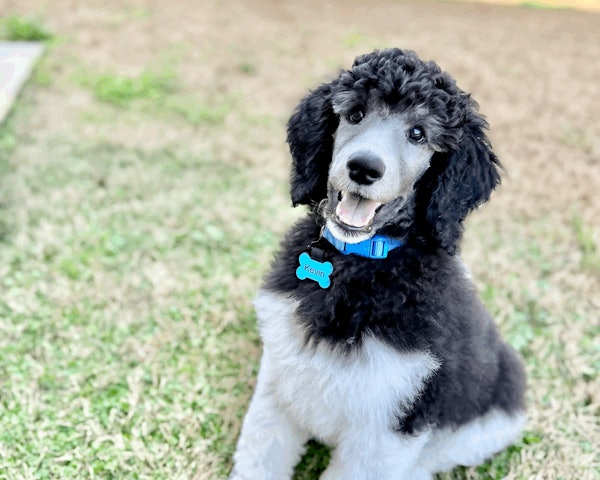 Lauren's dog wearing a SiliDog tag