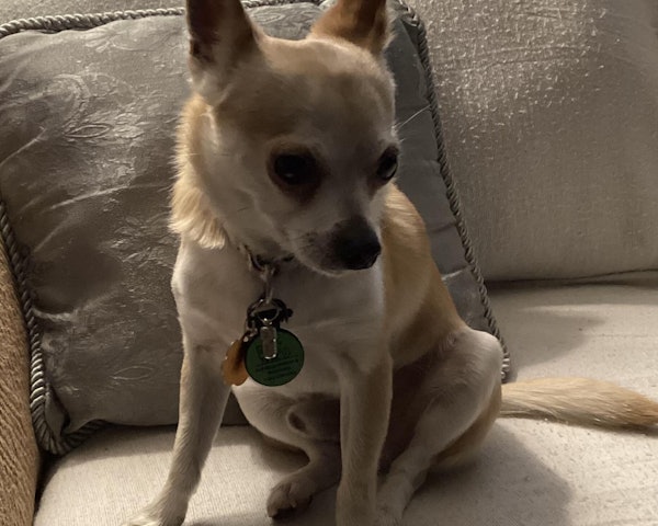 A rescued pup wearing a SiliDog tag