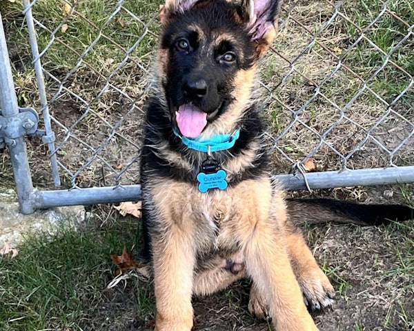 A rescued pup wearing a SiliDog tag