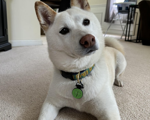 Clover wearing a SiliDog tag