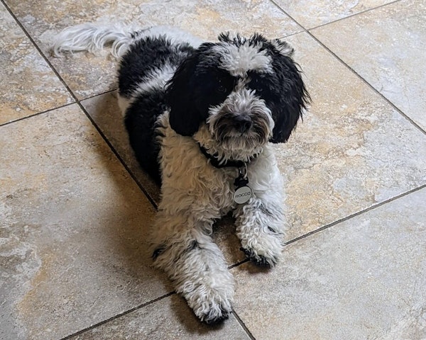 Rocco wearing a SiliDog tag